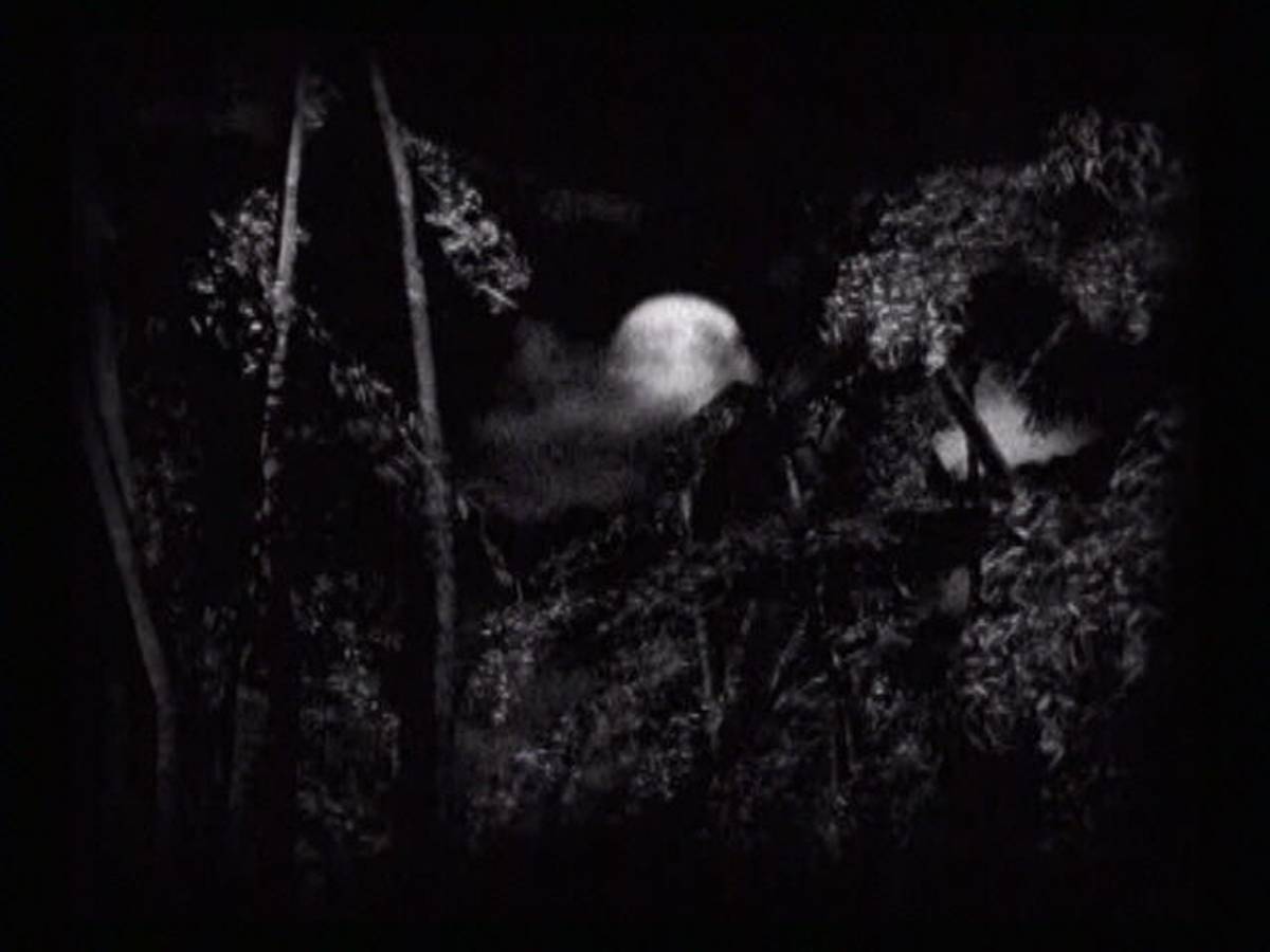 Fatal Frame ISO - PS2 screenshot 1