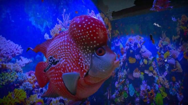 Aquarist Asian Fish-TENOKE screenshot 2